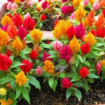 Hoa móng gà đuôi phụng nhiều màu - CELOSIA SCARLET FEATHER MIX