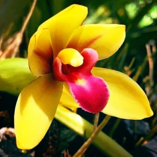 hoa phong lan kiếm lưỡi đỏ thái lan