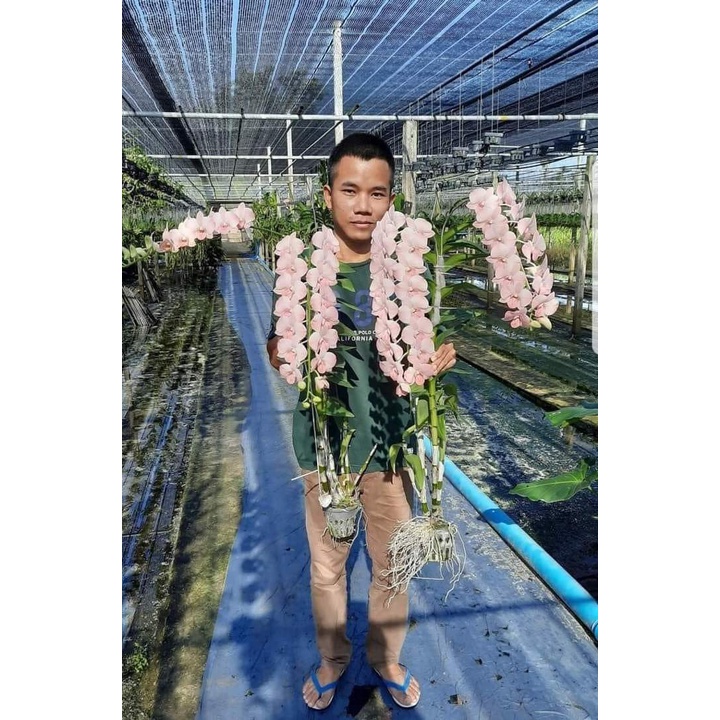 HOA LAN DENRO MÔI SON