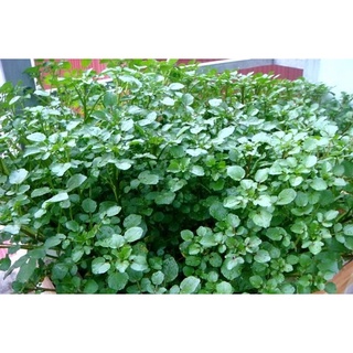 [ Deal 3K ] - 100 hạt giống Cải Xoong ( Hạt giống Thanh Tâm )