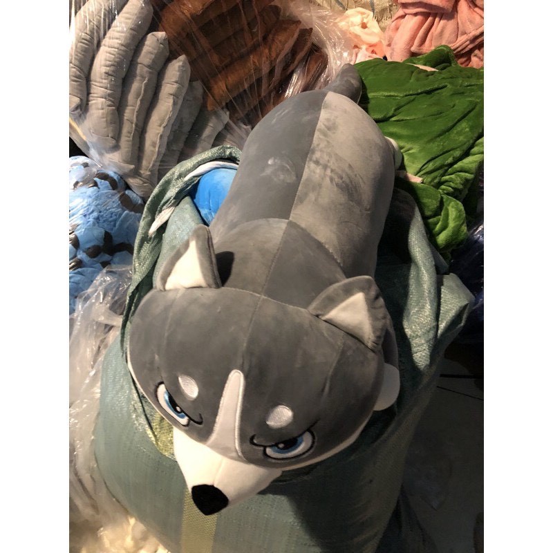 Review chó husky nhồi bông mặt ngáo siêu đẹp,+ mèo husky mặt ngáo 