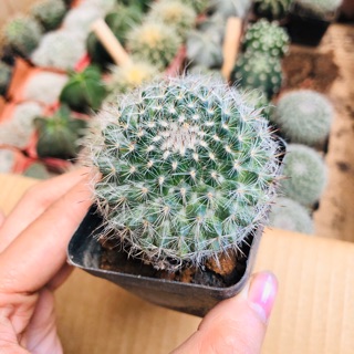 Xương rồng BÁNH SINH NHẬT (5Cm) siêu rẻ