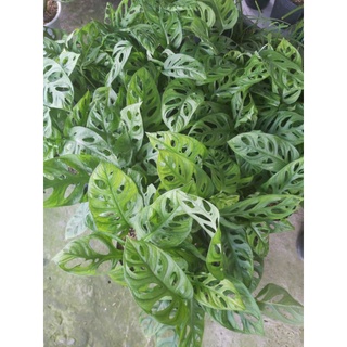 Trầu bà lỗ (ảnh thật)