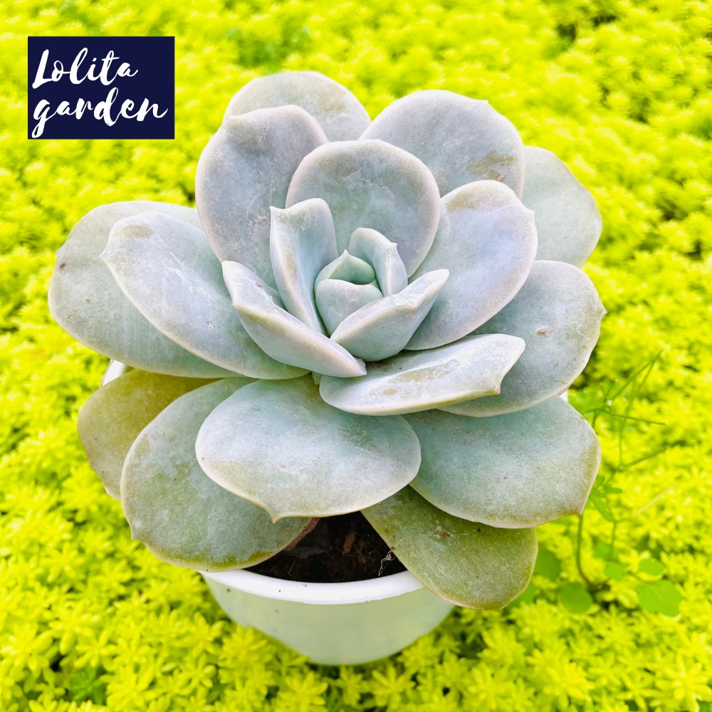 Sen đá hoa hồng hà lan lá lớn Đà Lạt size trung bình cây cảnh trang trí nhà cửa Lolita garden