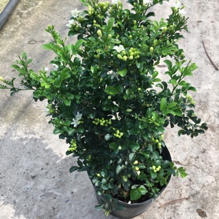 Cây Nguyệt quế thái siêu hoa(số lượng có hạng)