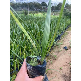 com bo 2 cây giống chà là ăn quả