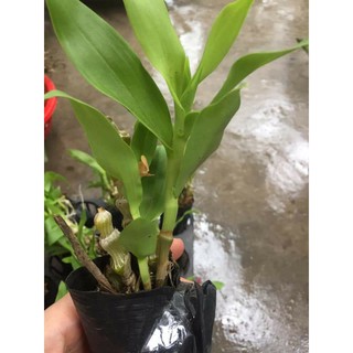 hoa phong lan trúc phật bà