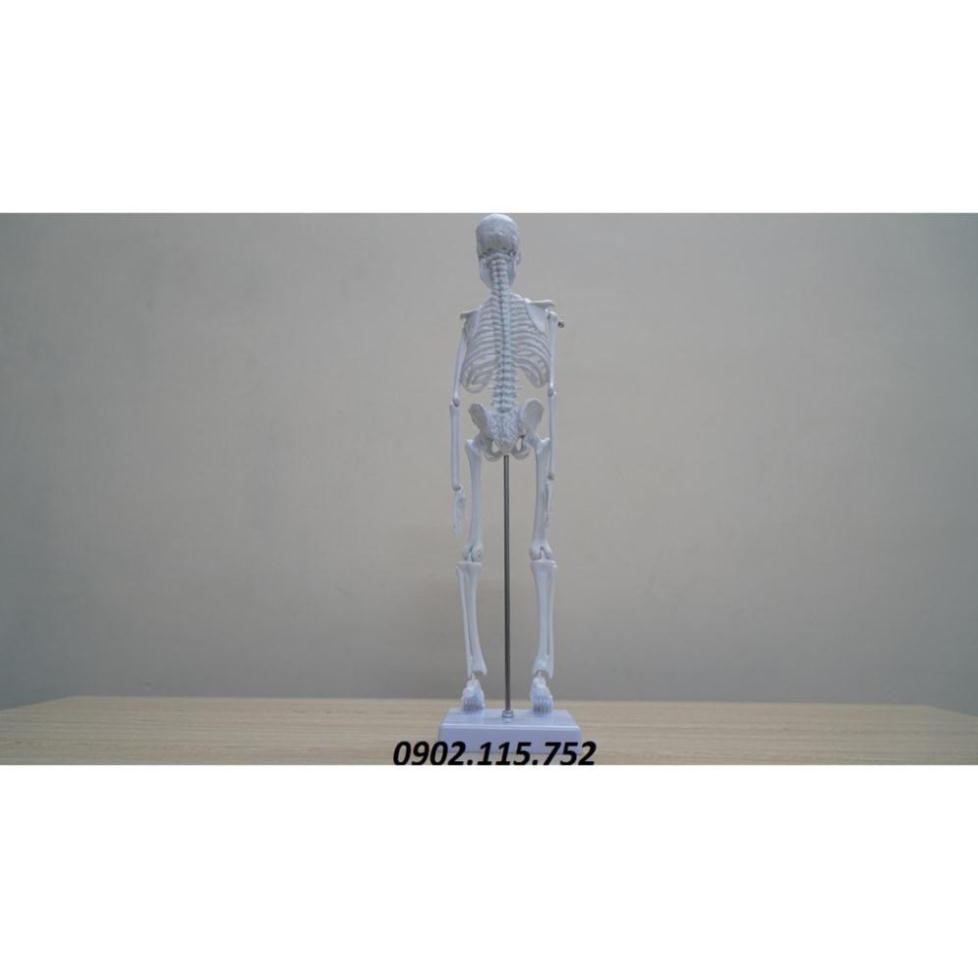 Mô hình hệ xương cơ thể người cao 45cm