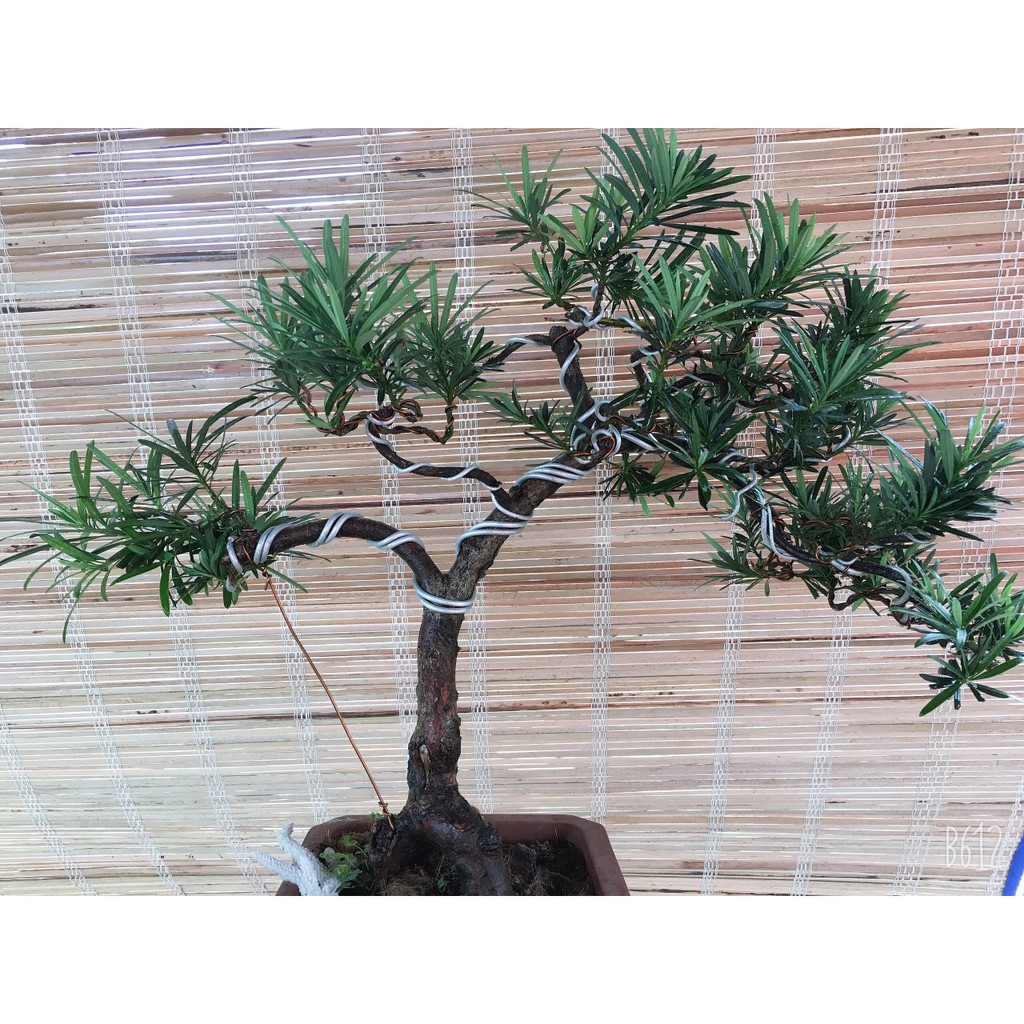 Cây tùng la hán bonsai để bàn mini nhà vườn mộc