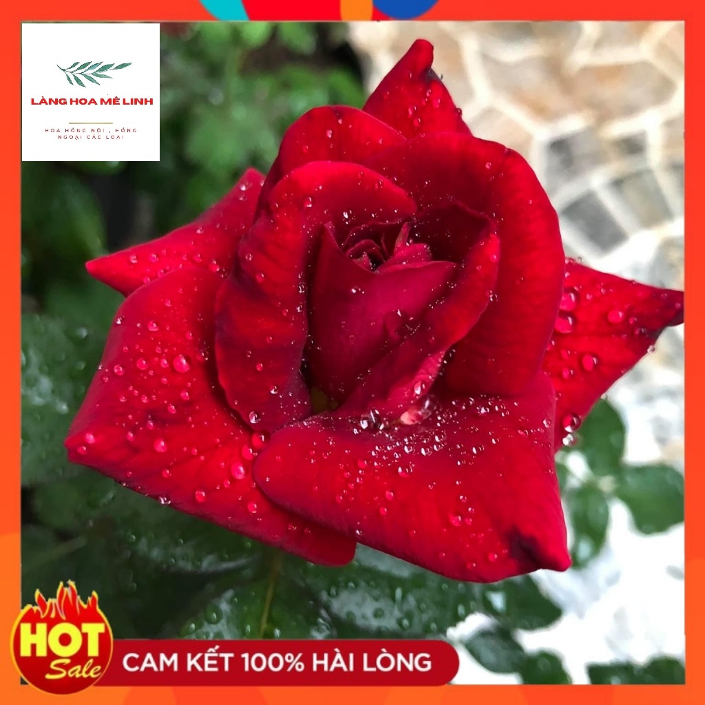 Hoa Hồng Ngoại DARK Night Rose[ KỴ SỸ BÓNG ĐÊM ] - Đẹp, độc, lạ Màu đỏ thẫm, phần cuối màu đen -đỏ - thơm dịu nhẹ.