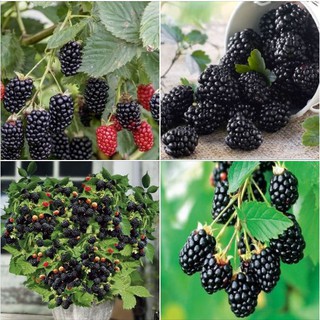 Hạt giống cây ăn trái mâm xôi đen 30 hạt ( tặng kèm 3 viên nén kích thích ươm hạt )