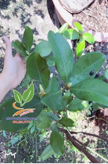 Cherry nhiệt đới sắp ra bông 004