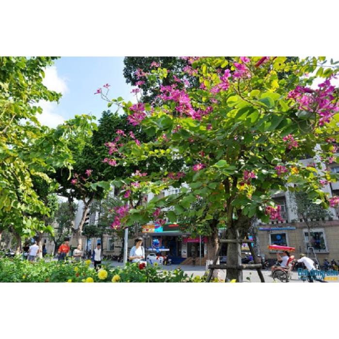 Sản phẩm cây ban hoa tím, cây giống gửi đi nguyên bầu + Tặng  phân hữu cơ cao cấp