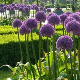 200 hạt giống hành hoa tím