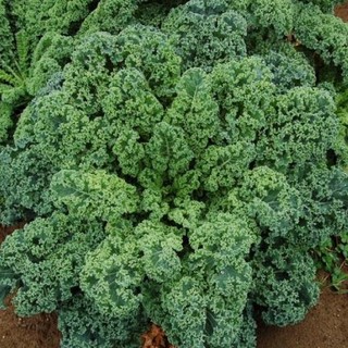 Hạt giống Cải xoăn Dwarf Blue Curled Vates Kale