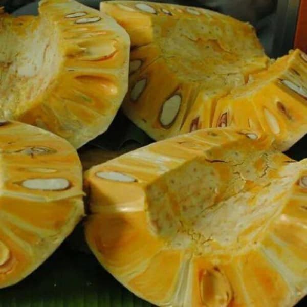 cây giống mít nghệ siêu trái