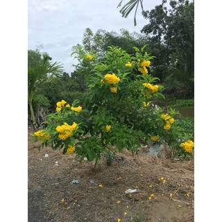 Combo 2 chậu hoàng yến ( cây huỳnh liên )