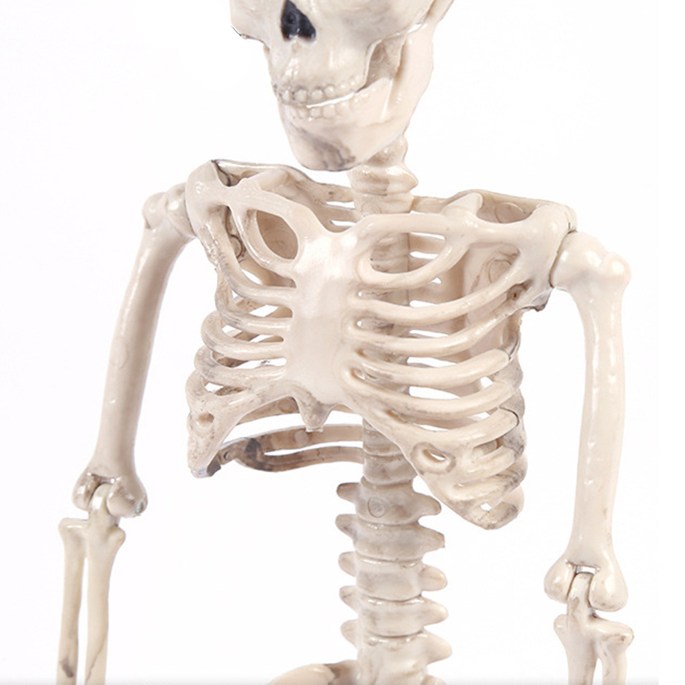 YYlingx hình bộ xương người 40cm dùng làm đạo cụ chụp ảnh tiệc halloween đa năng