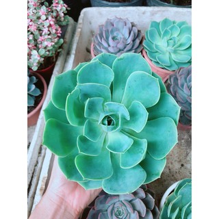 Sen Đá Xanh Đất Size Đại