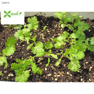 Hạt giống ngò rí (rau mùi) 20g