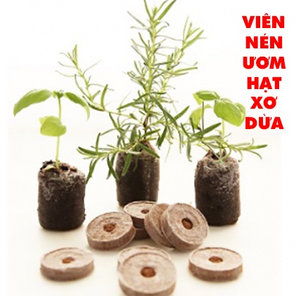 Viên nén ươm hạt giống bằng xơ dừa