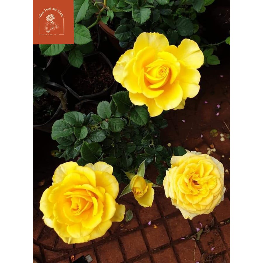 Hoa hồng ngoại Shell – Vẻ đẹp hấp dẫn trong những cánh hoa vàng rực rỡ-HoaTuoiMeLinh