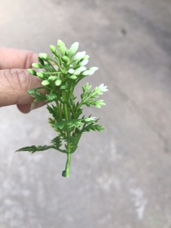 1 kg cỏ điểm các loại đã nhặt sạch