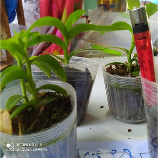 lan giả hạc asa chậu 2.5