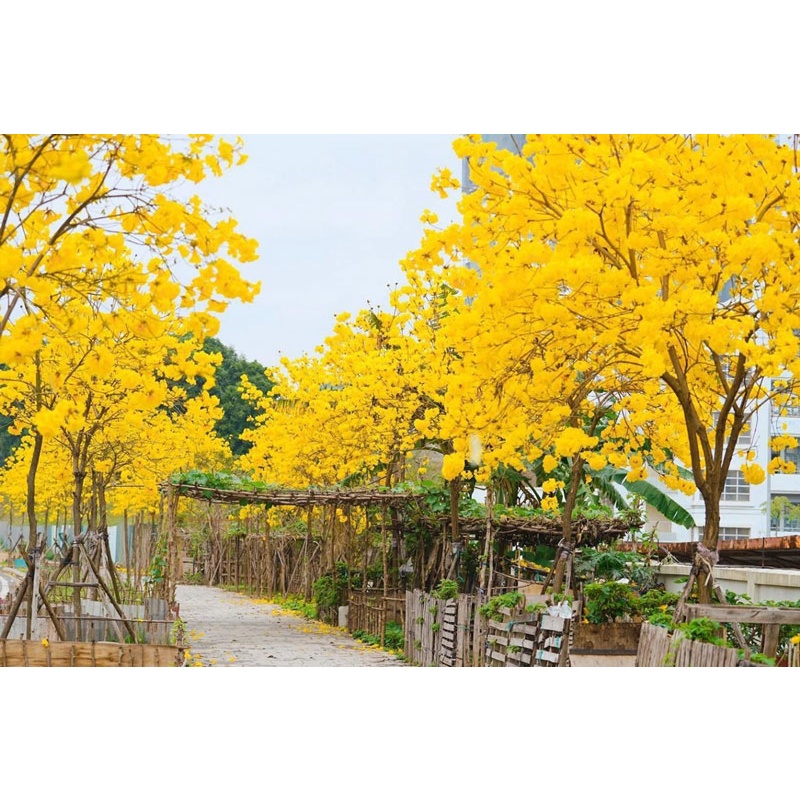 CÂY GIỐNG PHONG LINH CAO 20-30CM  ĐỦ 4 MÀU