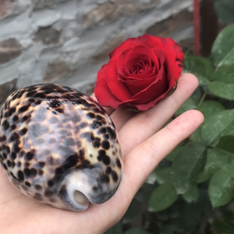 Ốc Sứ Vân Hổ Derco Trang Trí Phòng Khách, Derco Nền Chụp Ảnh, Đồ Chơi An Toàn Cho Bé Khám Phá