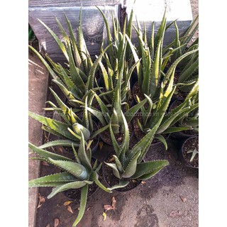 Cây nha đam (cây lô hội) trồng sân vườn