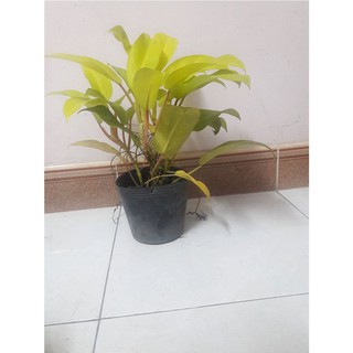 Combo 2 cây trầu bà vàng