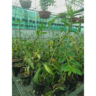 Hoa lan phi điệp xuân