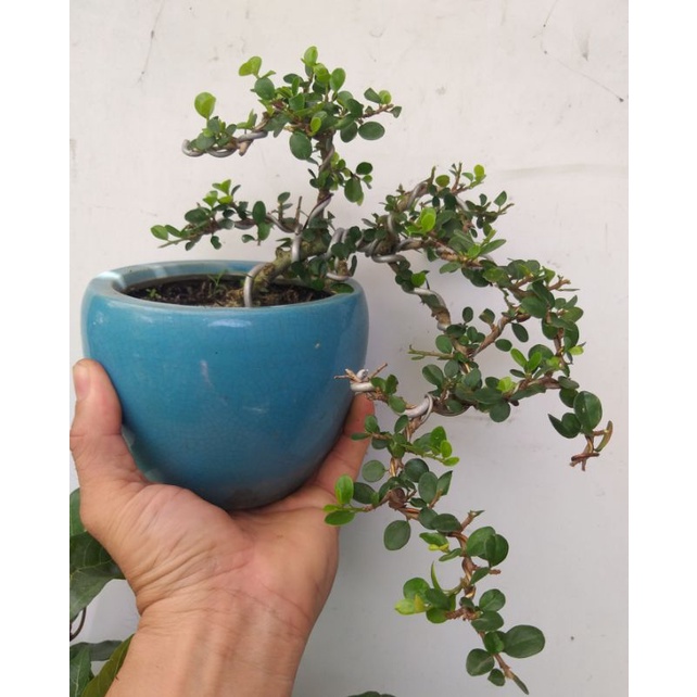 Sam núi trái bonsai mini thác đổ
