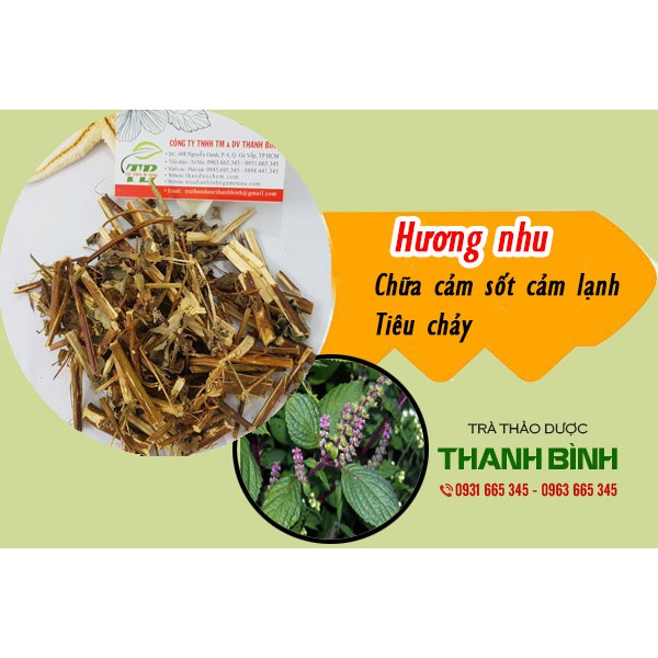 Cây Hương Nhu Khô 100g _ Thảo Dược Loại 1