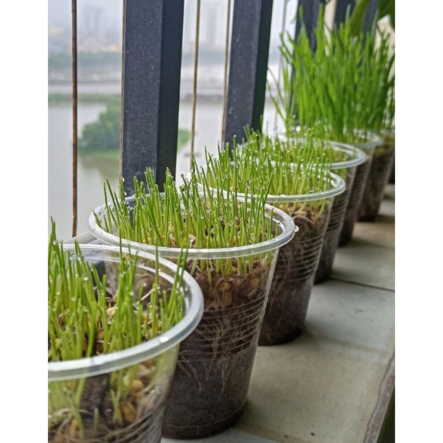 100g Hạt giống cỏ mèo cỏ lúa mì tiêu búi lông