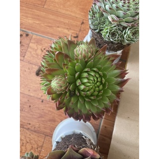 COMBO 5 CHẬU PHẬT BÀ 9CM 200k
