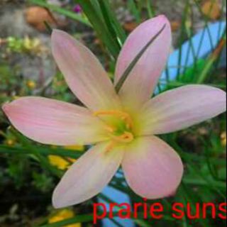 5 củ huệ mưa prarie sunset