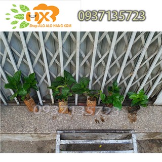 combo 5 cây cẩm tú cầu cây giống