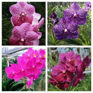 Vanda trưởng thành sắp hoa