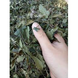 GIÁ SỈ COMBO 3K CHÈ VẰNG KHÔ LỢI SỮA NHANH VỀ SỮA