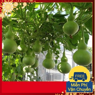 Hạt Giống Bầu Hồ Lô Cao Sản