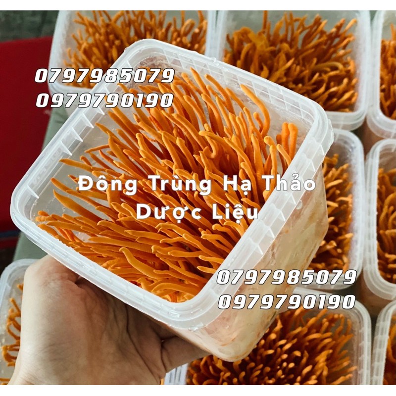 [Mã CORDY250K giảm 8%]200g hộp Đông Trùng Hạ Thảo Sinh Khối Tươi | BigBuy360 - bigbuy360.vn