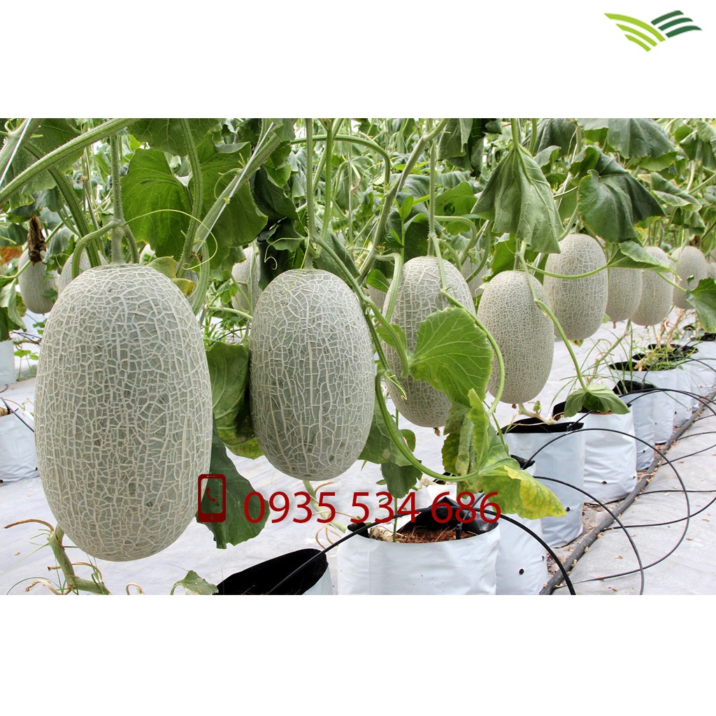1kg Túi trồng cây 2 lớp 18x36 Trắng+Đen , túi trồng cây pe 2 lớp chuyên dùng trồng dưa lưới
