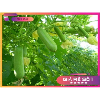 Hạt giống Bí đao lai