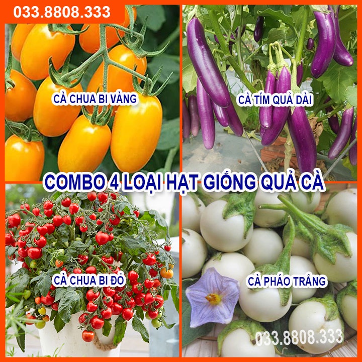 Bộ 4 Loại Hạt Giống Cà (  Cà Chua Bi Vàng - Cà Chua Bi Lùn - Cà Pháo Trắng - Cà Tím Quả Dài)
