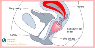 Cốc nguyệt san Sibell