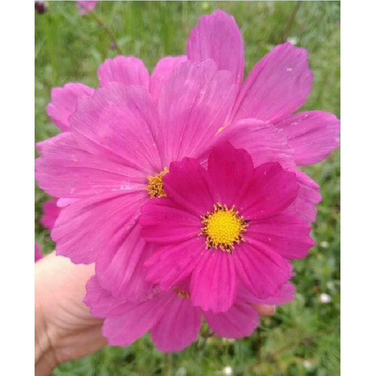 Hạt giống cúc sao nháy mix màu - 200 hạt