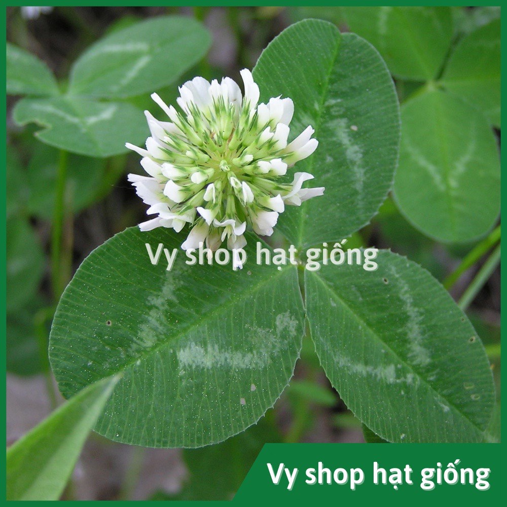 100gr hạt giống cỏ ba lá trắng  trồng thảm - khoảng 20.000 hạt