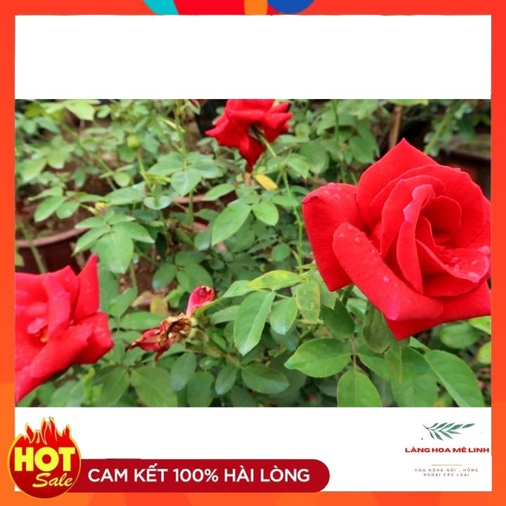 Hoa hồng cổ Tàu [MÀU CAM - FORM TO ĐẸP ] -  Một ưu điểm rất lớn của loài hoa này rất siêng hoa, ra hoa quanh năm.